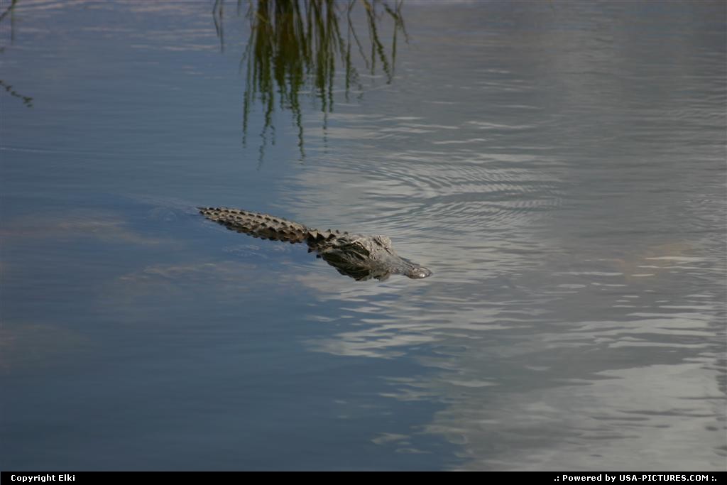 Picture by elki:  Floride Everglades  crocodille