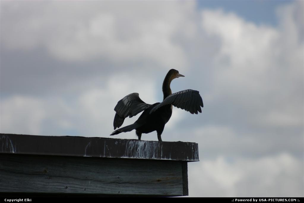 Picture by elki:  Florida Everglades  wildlife