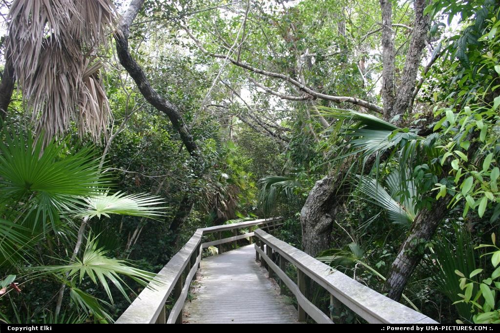 Picture by elki:  Floride Everglades  palmiers