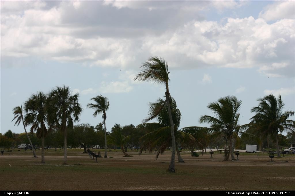 Picture by elki:  Florida Everglades  beach, palms trees