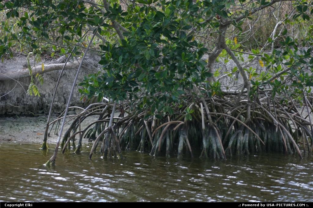 Picture by elki:  Floride Everglades  mangrove