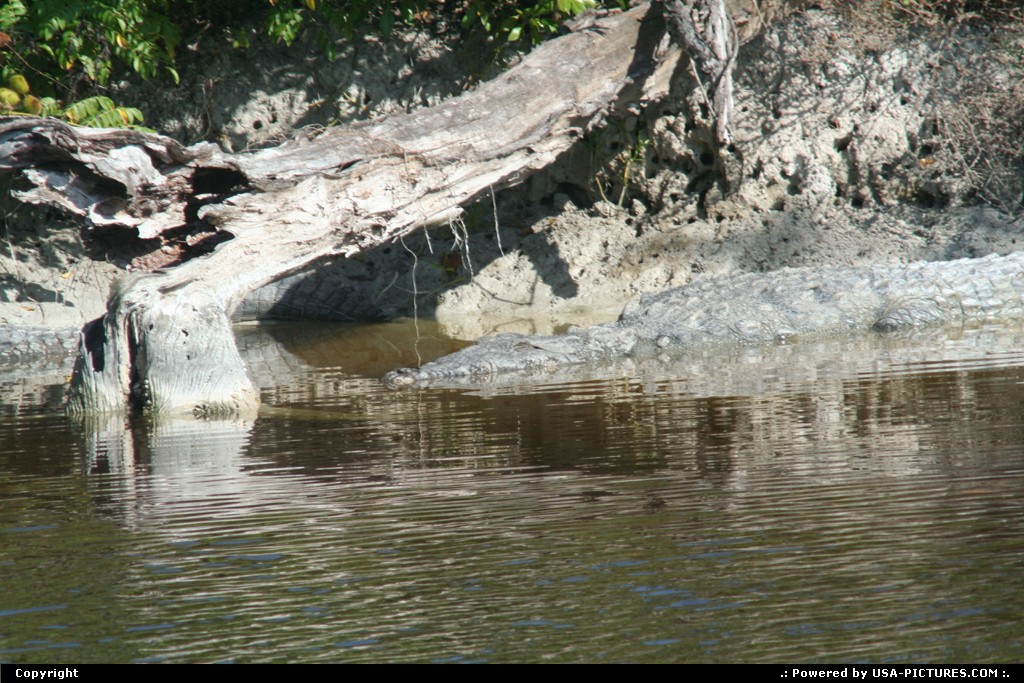Picture by elki:  Floride Everglades  aligator