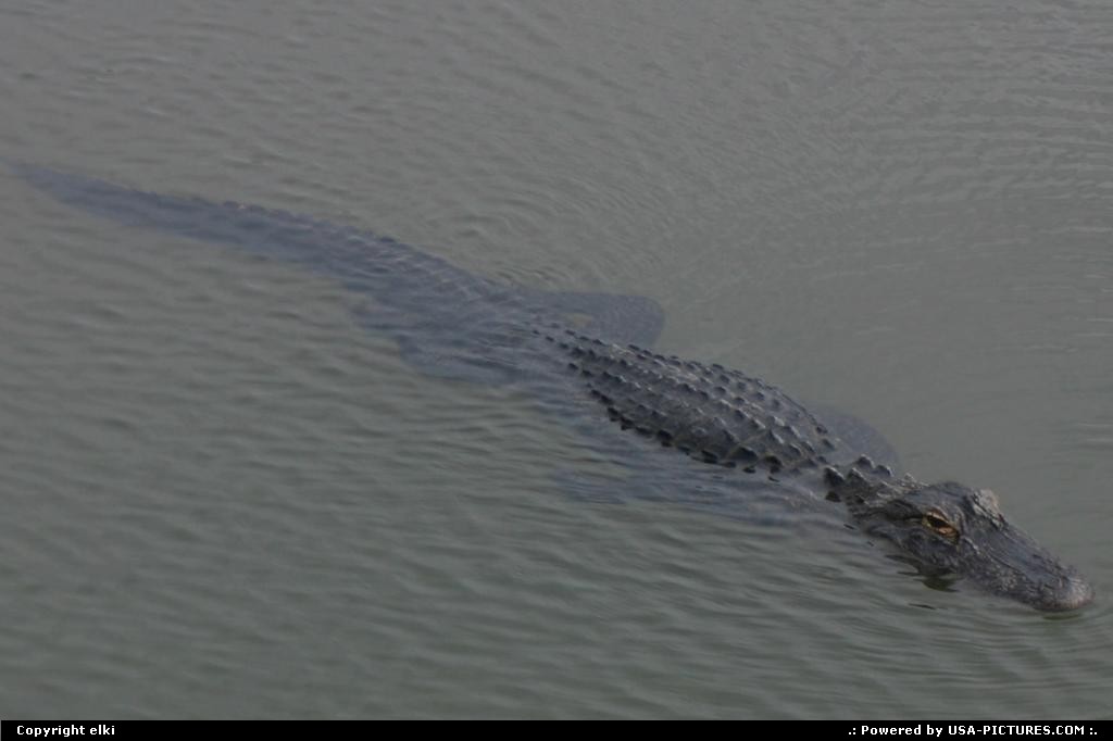 Picture by elki: Cape Canaveral Floride   alligators cap canaveral
