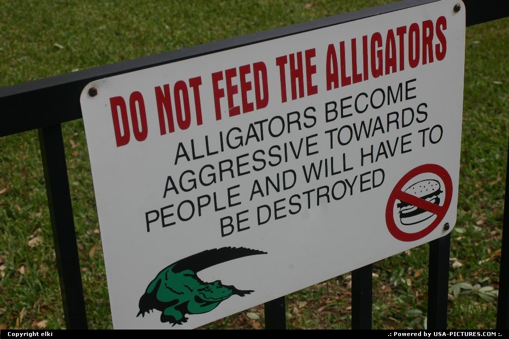 Picture by elki: Cape Canaveral Florida   cape canaveral alligators