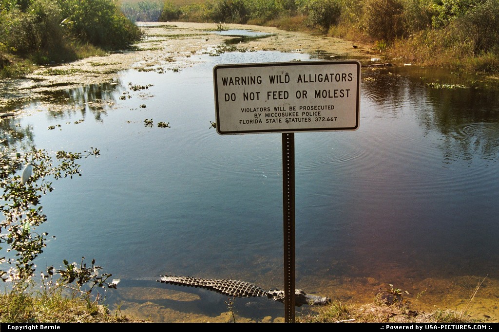 Picture by Bernie: Hors de la ville Floride   alligator, reptile