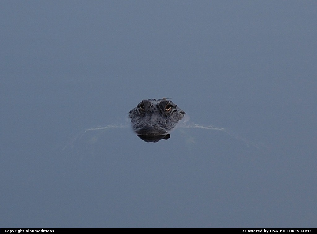 Picture by Albumeditions: Inverness Florida   Florida Alligator