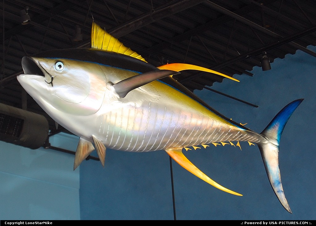 Picture by LoneStarMike: Jacksonville Florida   fish