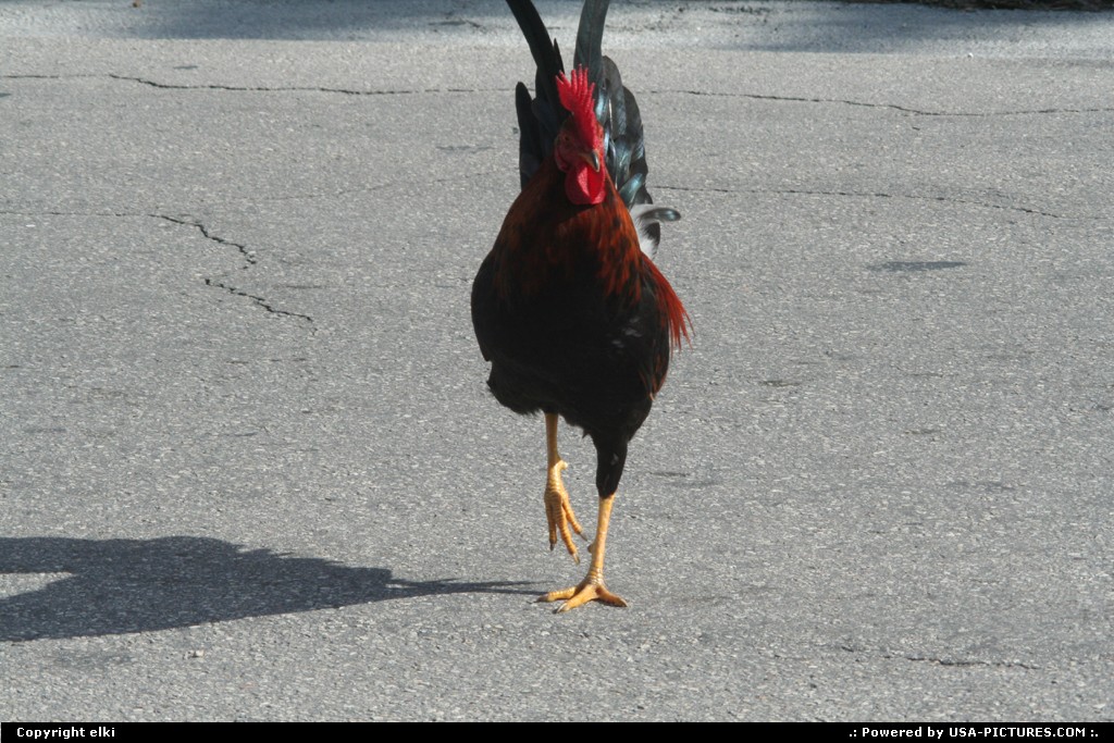 Picture by elki: Key West Floride   Key west, poulets coqs
