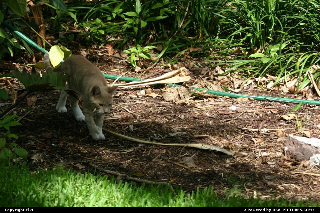 Picture by elki: Key West Florida   cat, hemingway