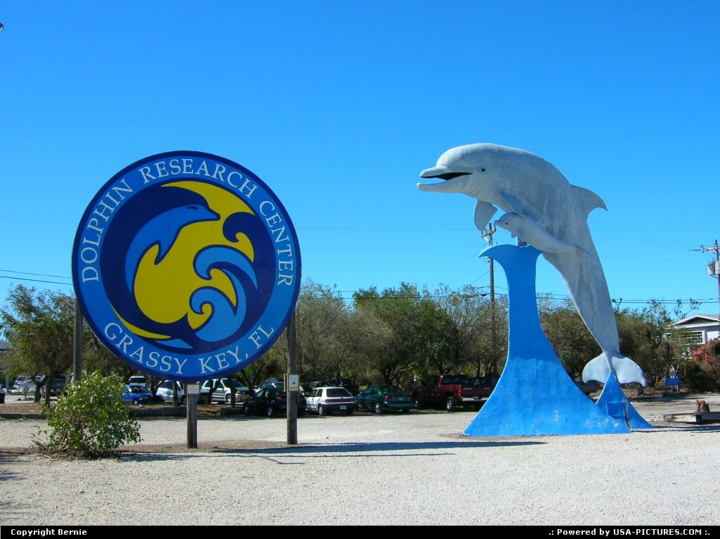 Picture by Bernie: Marathon Florida   dolphin