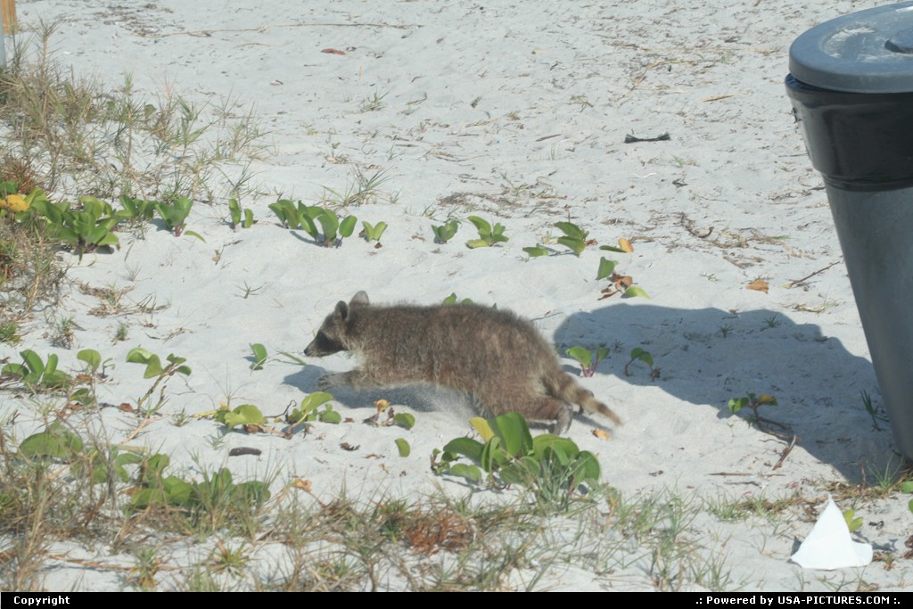 Picture by elki: Miami Florida   raton beach miami