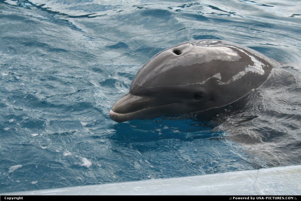 Picture by elki: Miami Florida   Miami dolphin