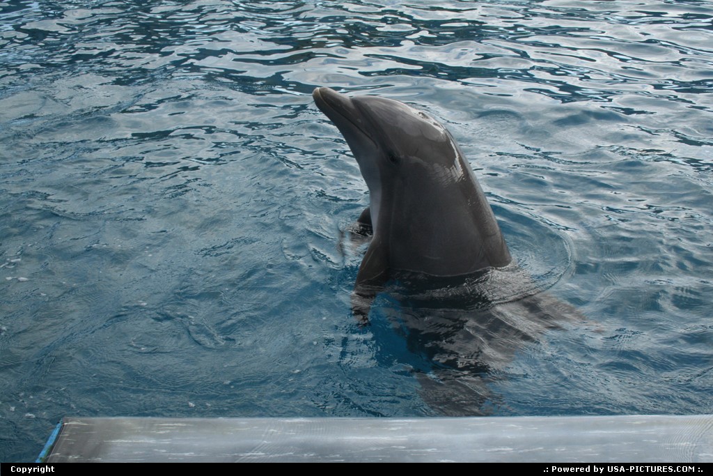 Picture by elki: Miami Florida   Miami aquarium dolphins