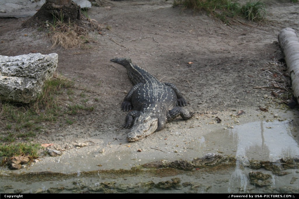 Picture by elki: Miami Floride   alligator crocodile