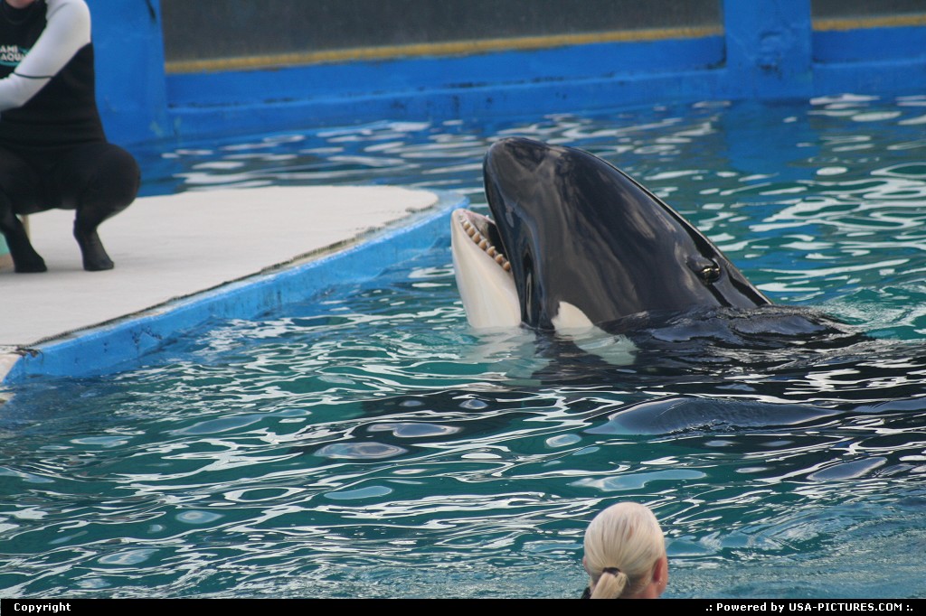 Picture by elki: Miami Florida   Whales killer show 