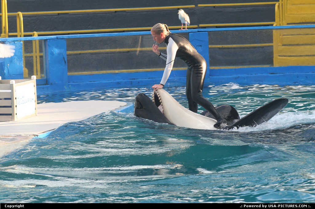 Picture by elki: Miami Florida   Whales killer show @miami seaquarium