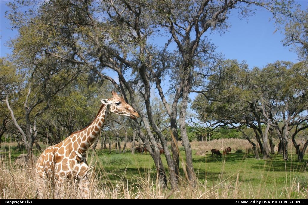 Picture by elki: Orlando Florida   girafe, disney