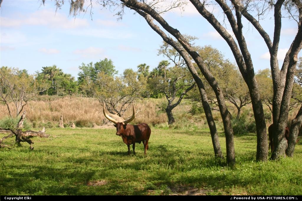 Picture by elki: Orlando Floride   disney, girafe