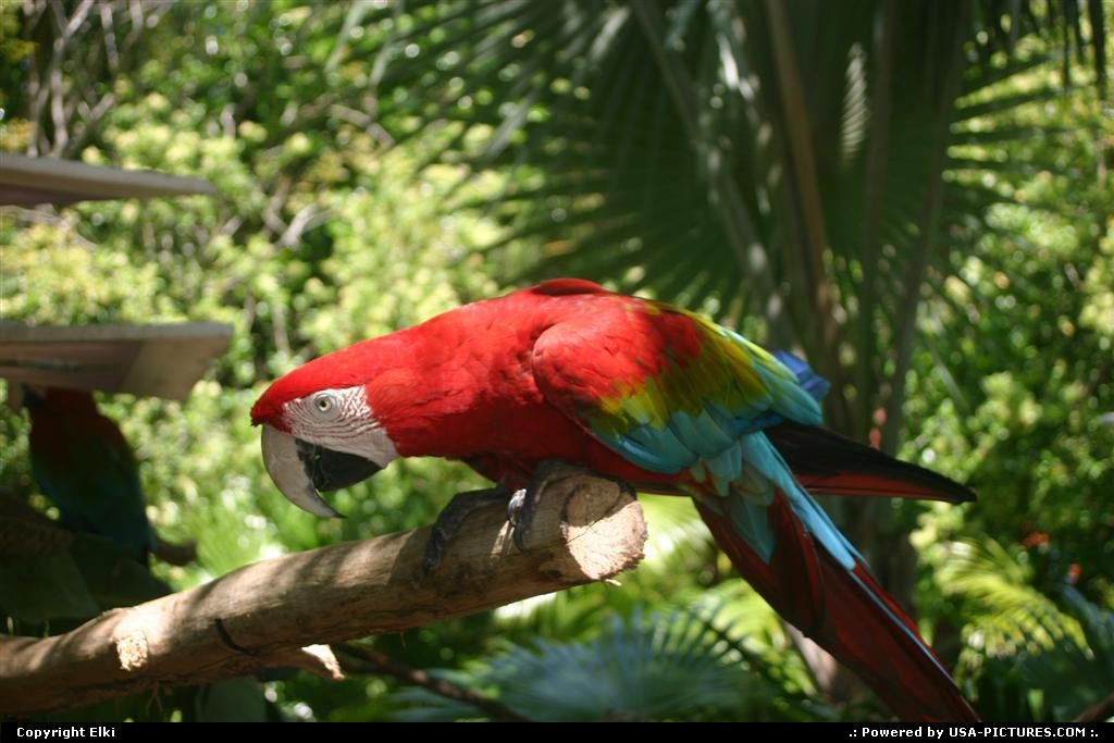 Picture by elki: Orlando Florida   parrot, disney