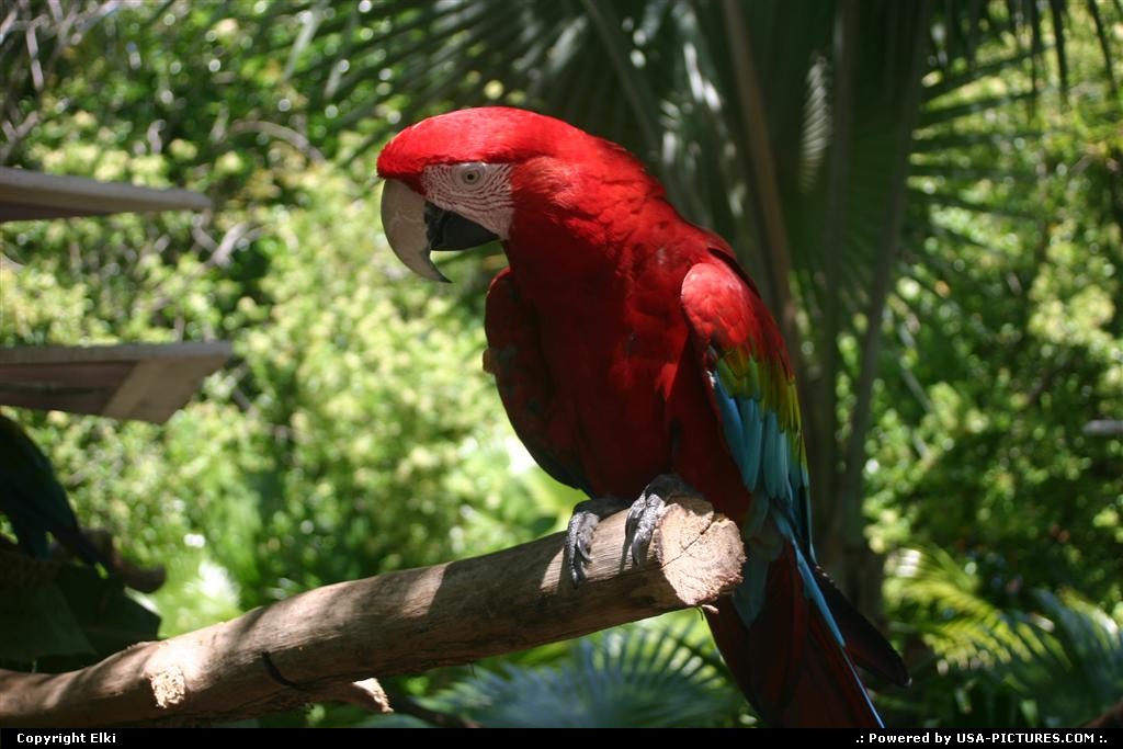 Picture by elki: Orlando Florida   disney, parrot