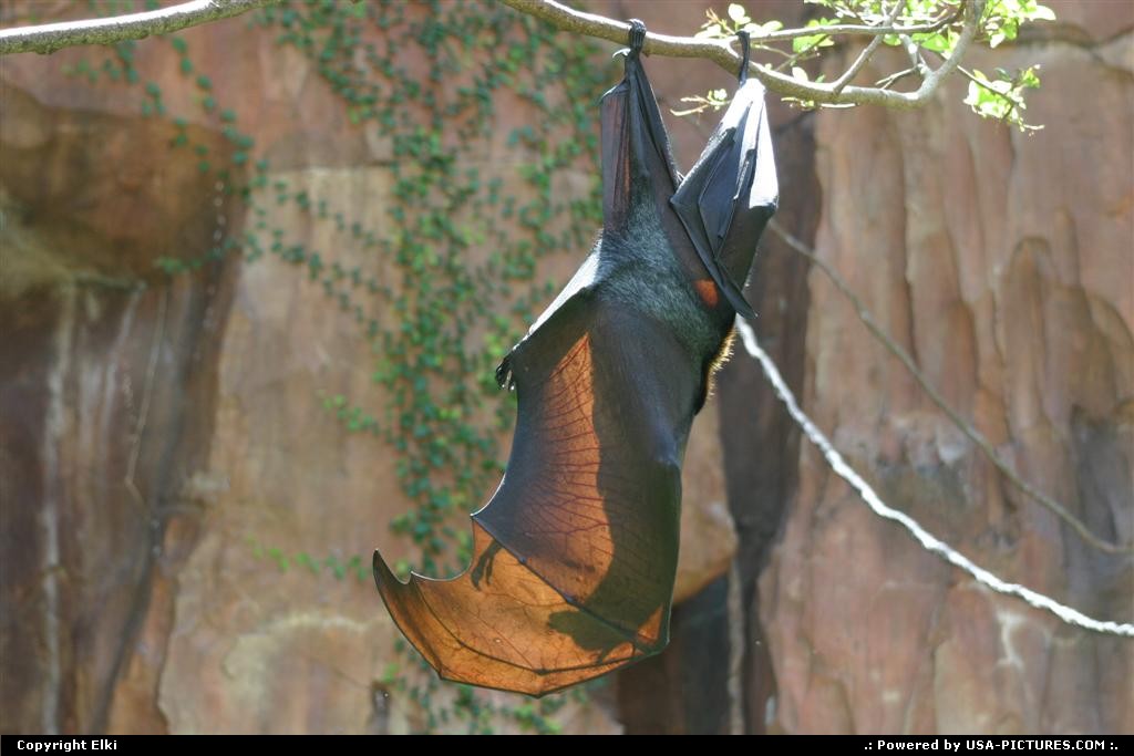 Picture by elki: Orlando Florida   bat