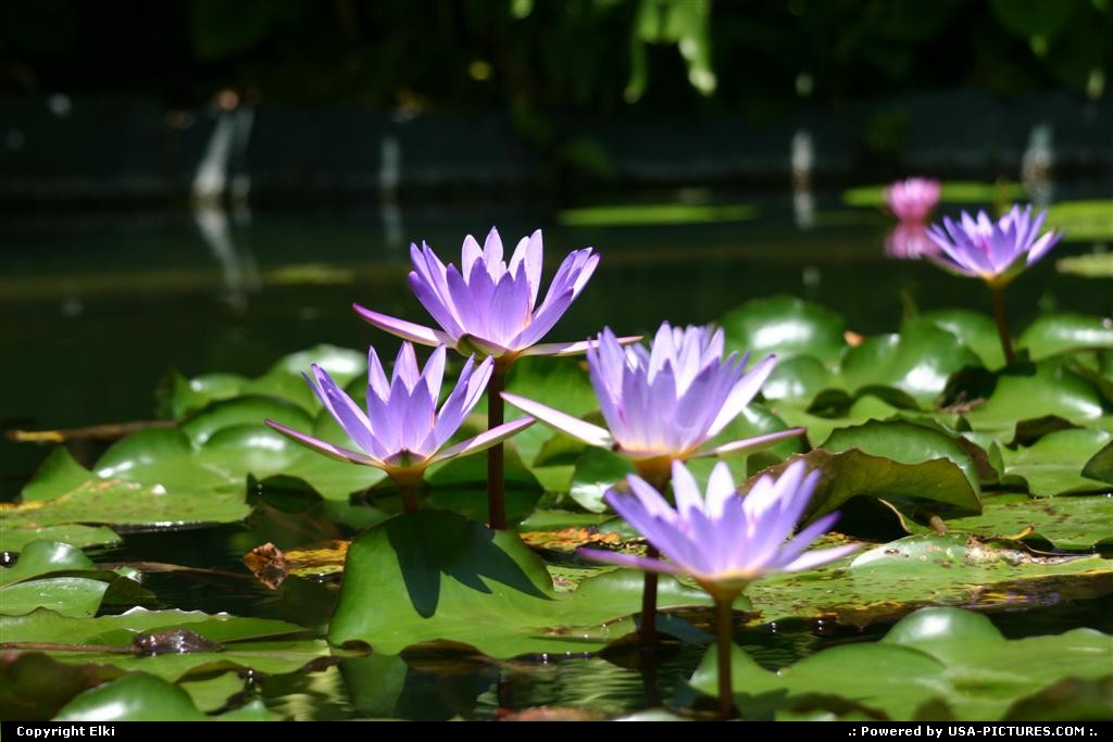 Picture by elki: Orlando Florida   water lily