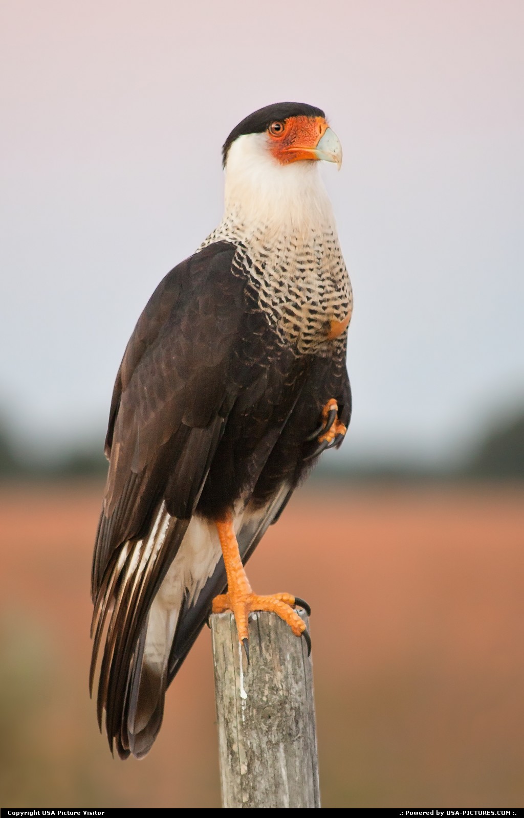 Picture by USA Picture Visitor: Sarasota Florida   northern, crested, caracara