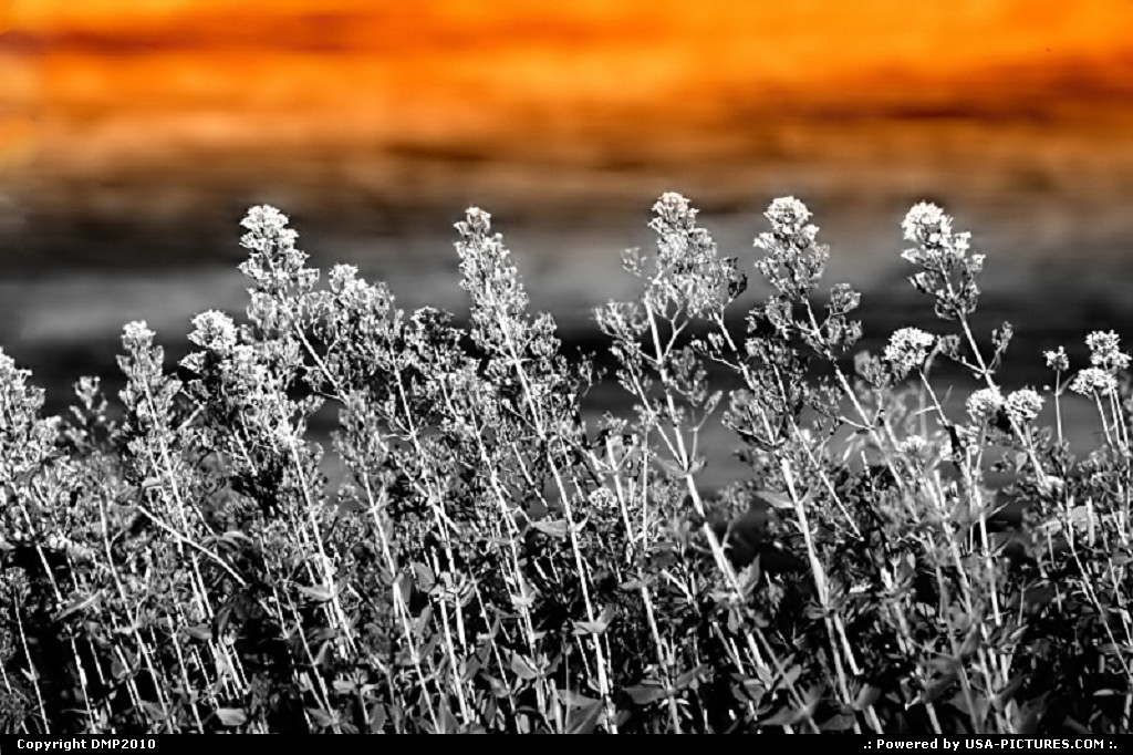 Picture by DMP2010: Lewiston Idaho   Idaho,flower,landscape