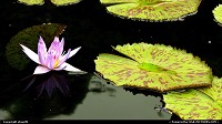 Illinois, water lilly