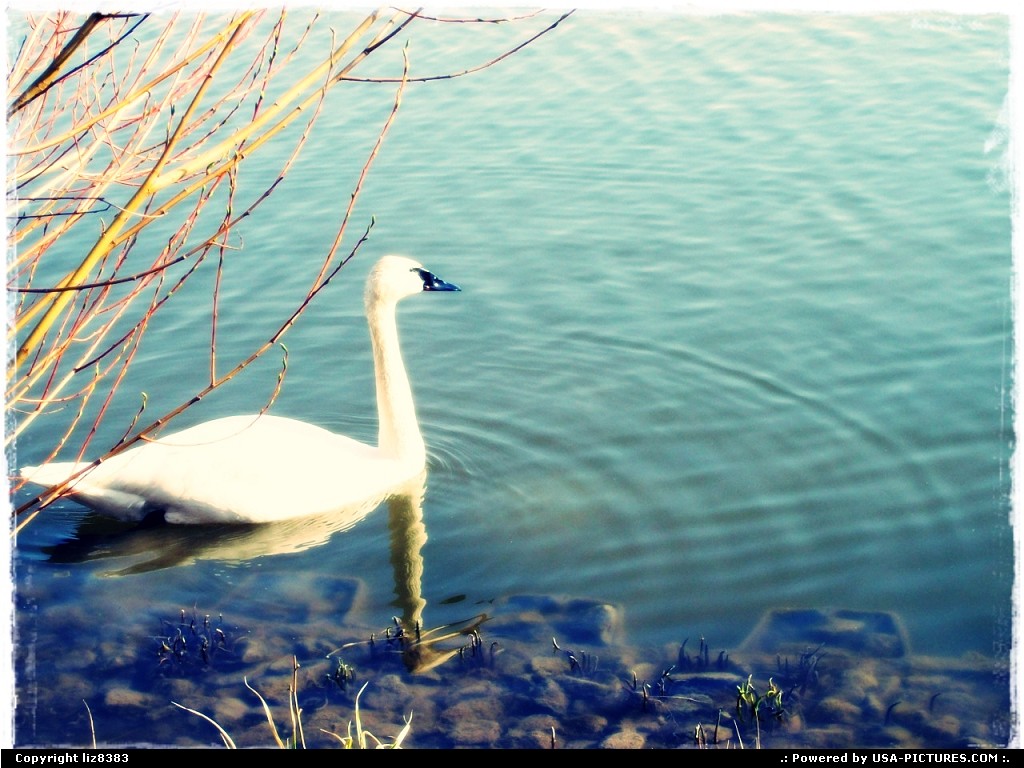 Picture by liz8383: Lisle Illinois   swan