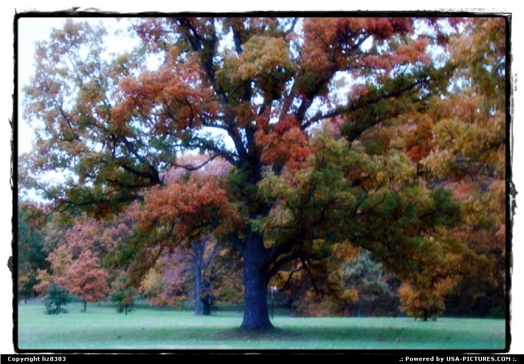 Picture by liz8383: Lisle Illinois   tree