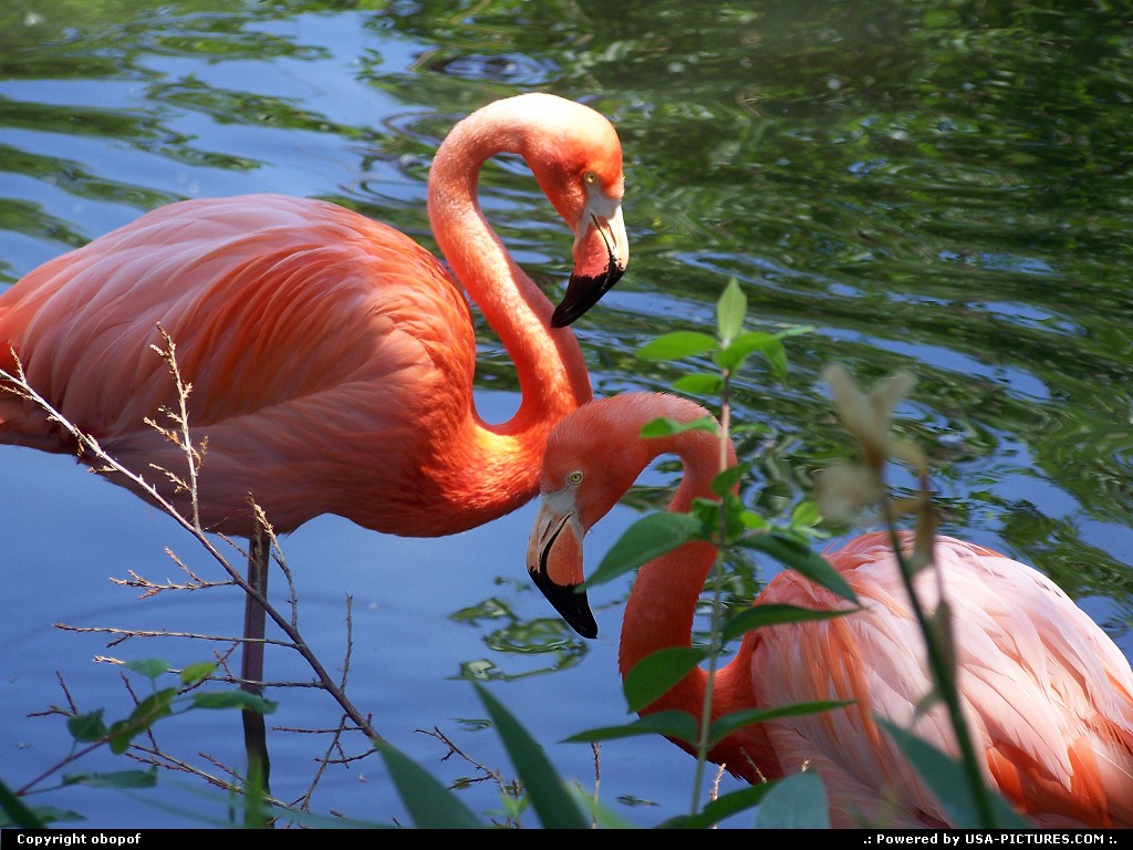 Picture by obopof: Wichita Kansas   Flamingo, zoo