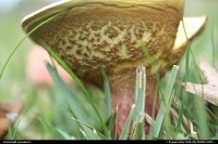 Radcliff : We have had an abundance of rain this fall in Kentucky which in turn encourages the growth of toadstools. This particular one interested me because when I laid on the ground to get a good shot, I discovered it appeared to have a face!