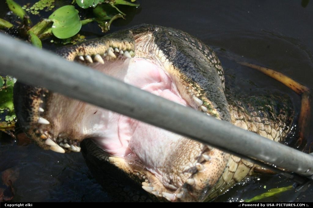 Picture by elki: Hors de la ville Louisiana   bayou alligator