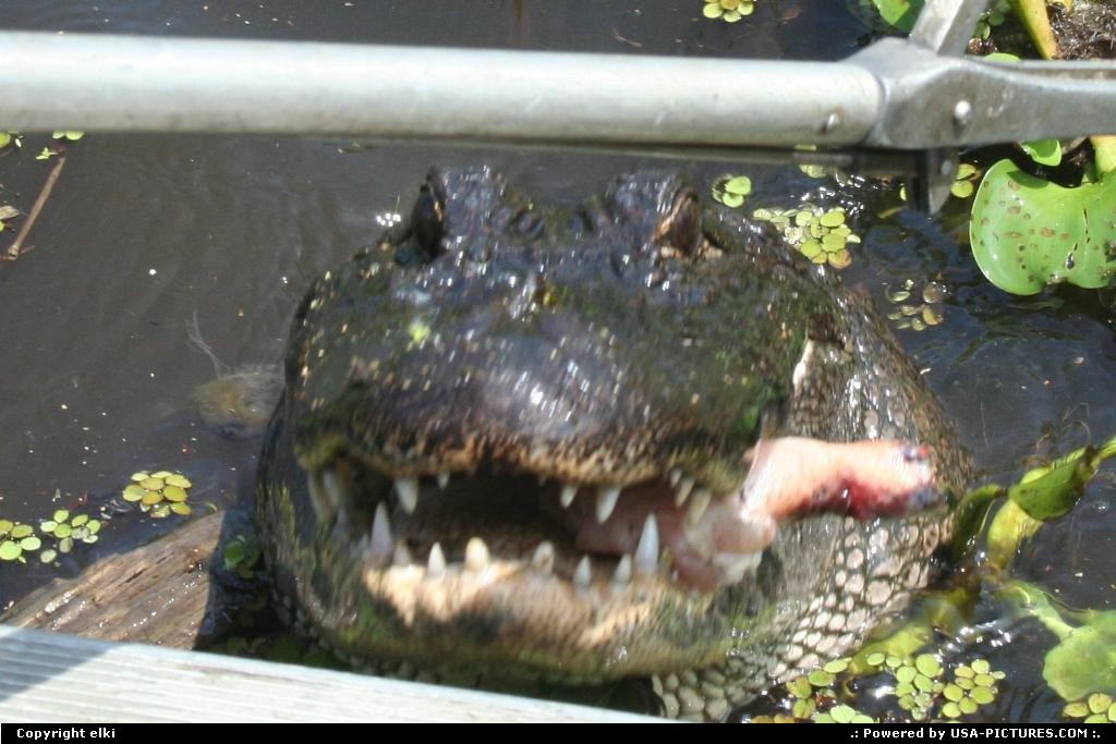 Picture by elki: Hors de la ville Louisiana   bayou alligator