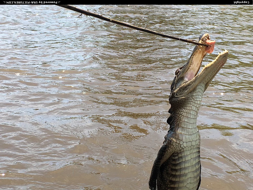 Picture by elki: Slidell Louisiana   alligator, tour, cajunencounters.com