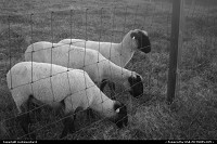 Glen Burnie : 3 triplets sheep