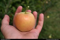 Maryland, apple picking