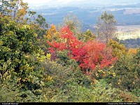 Little Orleans : Beautiful red tree on the east side of Town Hill in Maryland