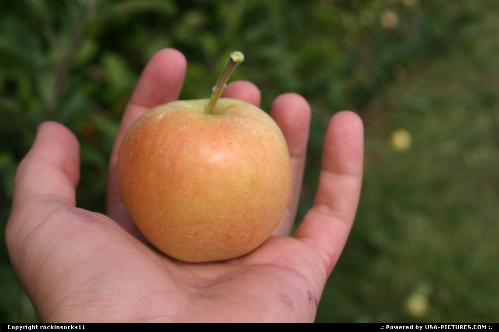 Picture by rockinsocks11: Glen Burnie Maryland   apple