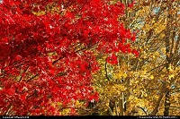 Maine, Fall leaves