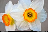 Maine, Smimmering Daffodil