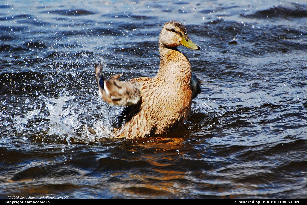 Picture by camocamera: Greenville Maine   Duck