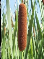 Grand Rapids : a Cattail at Reeds Lake.