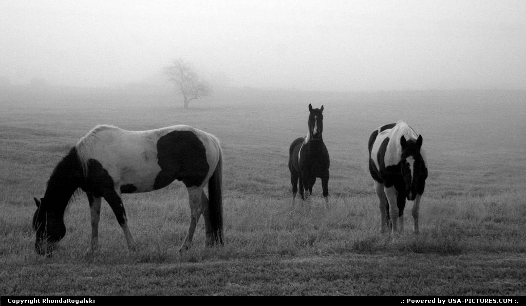 Picture by RhondaRogalski: Kila Montana   horse, wild, fog, mist, scenic, nature, montana, kila