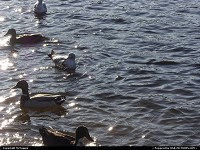 Fayetteville : Ducks, Lake Rim Park, Fayetteville, North Carolina, USA.