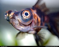 North-carolina, My pet fish 