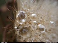 Photo by obopof | Lincoln  Macro, drop, water