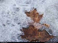 Photo by obopof | Omaha  Ice, leaves