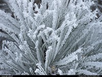 Photo by obopof | Omaha  Frost, pine, needles
